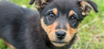 porque adoptar cachorros